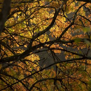 Preview wallpaper tree, branches, leaves, light