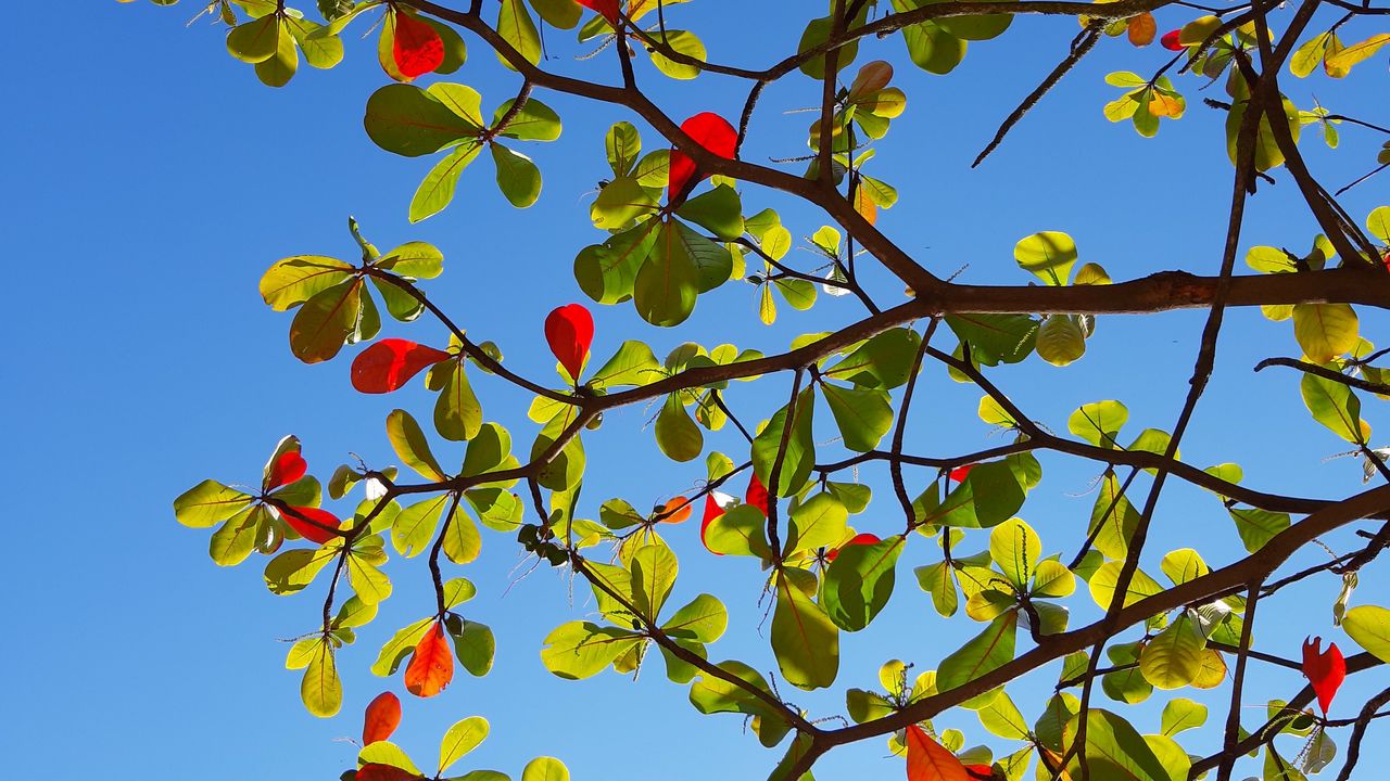Wallpaper tree, branches, leaves, sky, macro