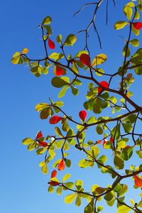 Preview wallpaper tree, branches, leaves, sky, macro