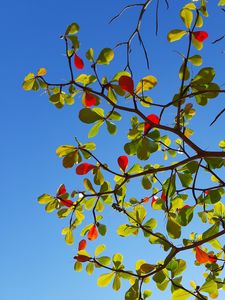 Preview wallpaper tree, branches, leaves, sky, macro