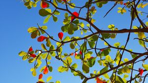 Preview wallpaper tree, branches, leaves, sky, macro