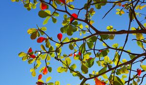 Preview wallpaper tree, branches, leaves, sky, macro