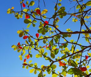 Preview wallpaper tree, branches, leaves, sky, macro
