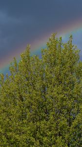 Preview wallpaper tree, branches, leaves, rainbow, nature