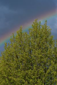 Preview wallpaper tree, branches, leaves, rainbow, nature