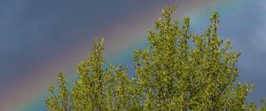 Preview wallpaper tree, branches, leaves, rainbow, nature