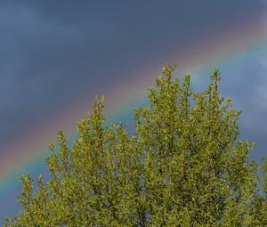 Preview wallpaper tree, branches, leaves, rainbow, nature