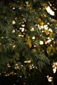 Preview wallpaper tree, branches, leaves, sun, light, macro