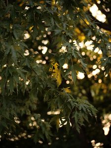 Preview wallpaper tree, branches, leaves, sun, light, macro