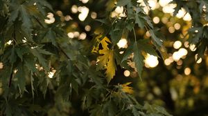 Preview wallpaper tree, branches, leaves, sun, light, macro