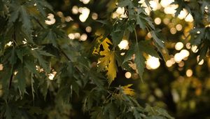 Preview wallpaper tree, branches, leaves, sun, light, macro