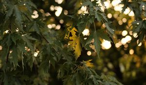 Preview wallpaper tree, branches, leaves, sun, light, macro