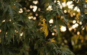 Preview wallpaper tree, branches, leaves, sun, light, macro