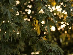 Preview wallpaper tree, branches, leaves, sun, light, macro
