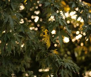 Preview wallpaper tree, branches, leaves, sun, light, macro