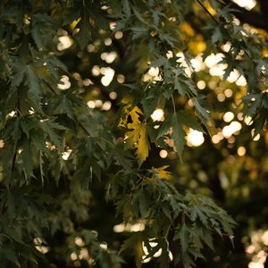 Preview wallpaper tree, branches, leaves, sun, light, macro