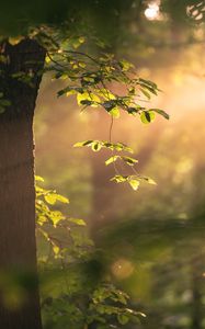 Preview wallpaper tree, branches, leaves, light, rays, nature