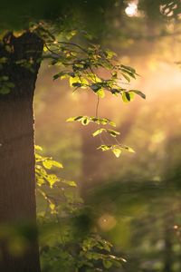 Preview wallpaper tree, branches, leaves, light, rays, nature