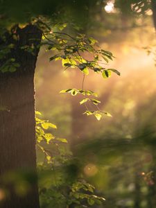 Preview wallpaper tree, branches, leaves, light, rays, nature