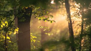 Preview wallpaper tree, branches, leaves, light, rays, nature