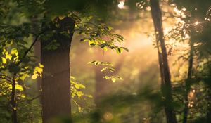Preview wallpaper tree, branches, leaves, light, rays, nature