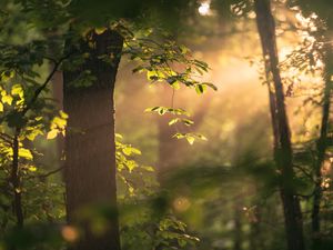 Preview wallpaper tree, branches, leaves, light, rays, nature