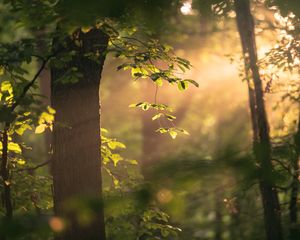 Preview wallpaper tree, branches, leaves, light, rays, nature