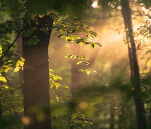 Preview wallpaper tree, branches, leaves, light, rays, nature