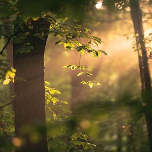Preview wallpaper tree, branches, leaves, light, rays, nature