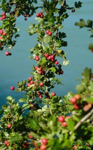 Preview wallpaper tree, branches, leaves, berries, macro