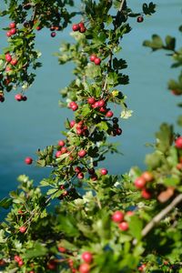 Preview wallpaper tree, branches, leaves, berries, macro
