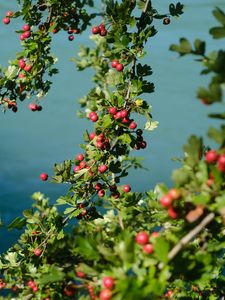 Preview wallpaper tree, branches, leaves, berries, macro