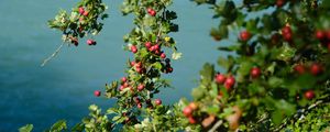 Preview wallpaper tree, branches, leaves, berries, macro