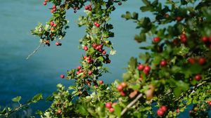 Preview wallpaper tree, branches, leaves, berries, macro