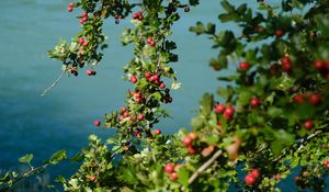 Preview wallpaper tree, branches, leaves, berries, macro