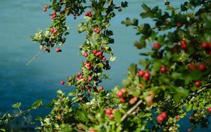 Preview wallpaper tree, branches, leaves, berries, macro