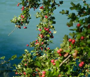 Preview wallpaper tree, branches, leaves, berries, macro