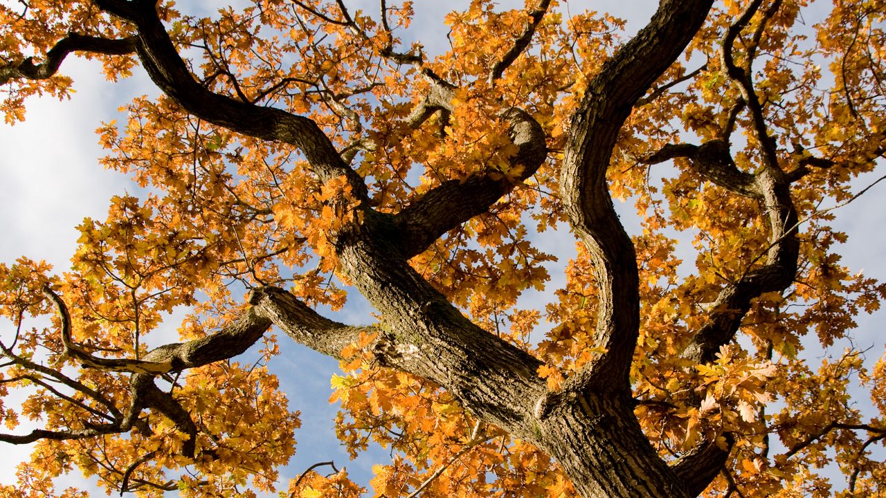 Wallpaper tree, branches, leaves, autumn, yellow