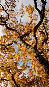 Preview wallpaper tree, branches, leaves, autumn, yellow