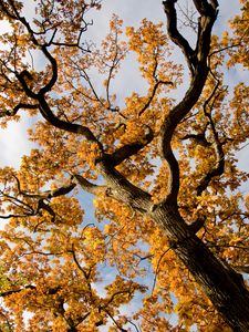 Preview wallpaper tree, branches, leaves, autumn, yellow
