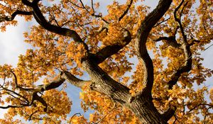 Preview wallpaper tree, branches, leaves, autumn, yellow