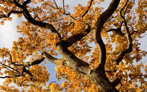 Preview wallpaper tree, branches, leaves, autumn, yellow