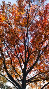 Preview wallpaper tree, branches, leaves, autumn, nature
