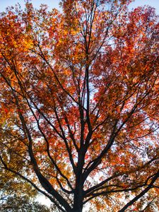 Preview wallpaper tree, branches, leaves, autumn, nature