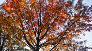 Preview wallpaper tree, branches, leaves, autumn, nature
