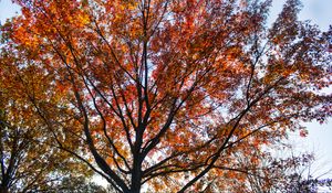 Preview wallpaper tree, branches, leaves, autumn, nature
