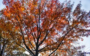 Preview wallpaper tree, branches, leaves, autumn, nature