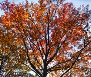 Preview wallpaper tree, branches, leaves, autumn, nature