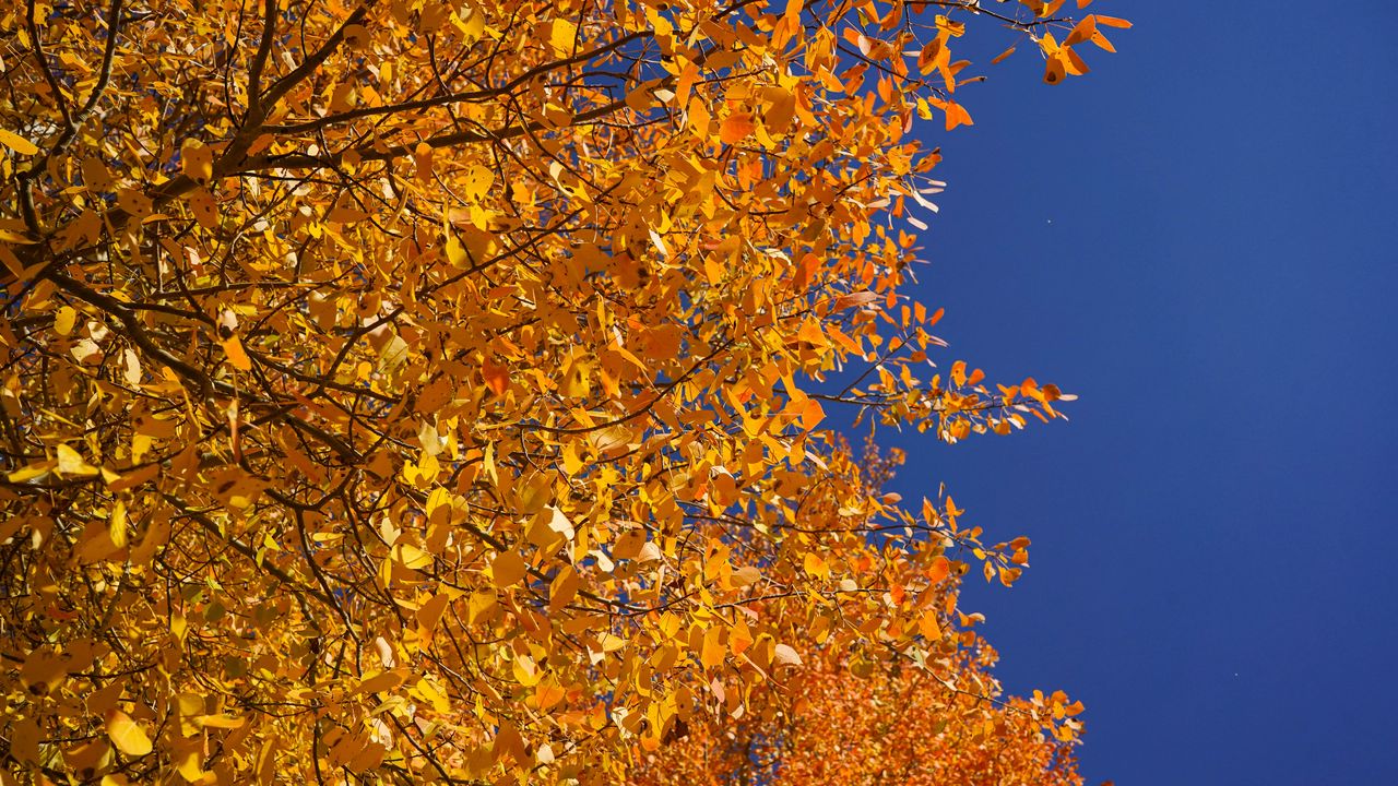 Wallpaper tree, branches, leaves, yellow, autumn