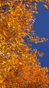 Preview wallpaper tree, branches, leaves, yellow, autumn